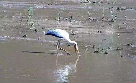 Image of Yellow-billed Stork