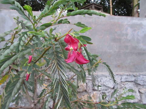 Слика од Sesbania grandiflora (L.) Pers.