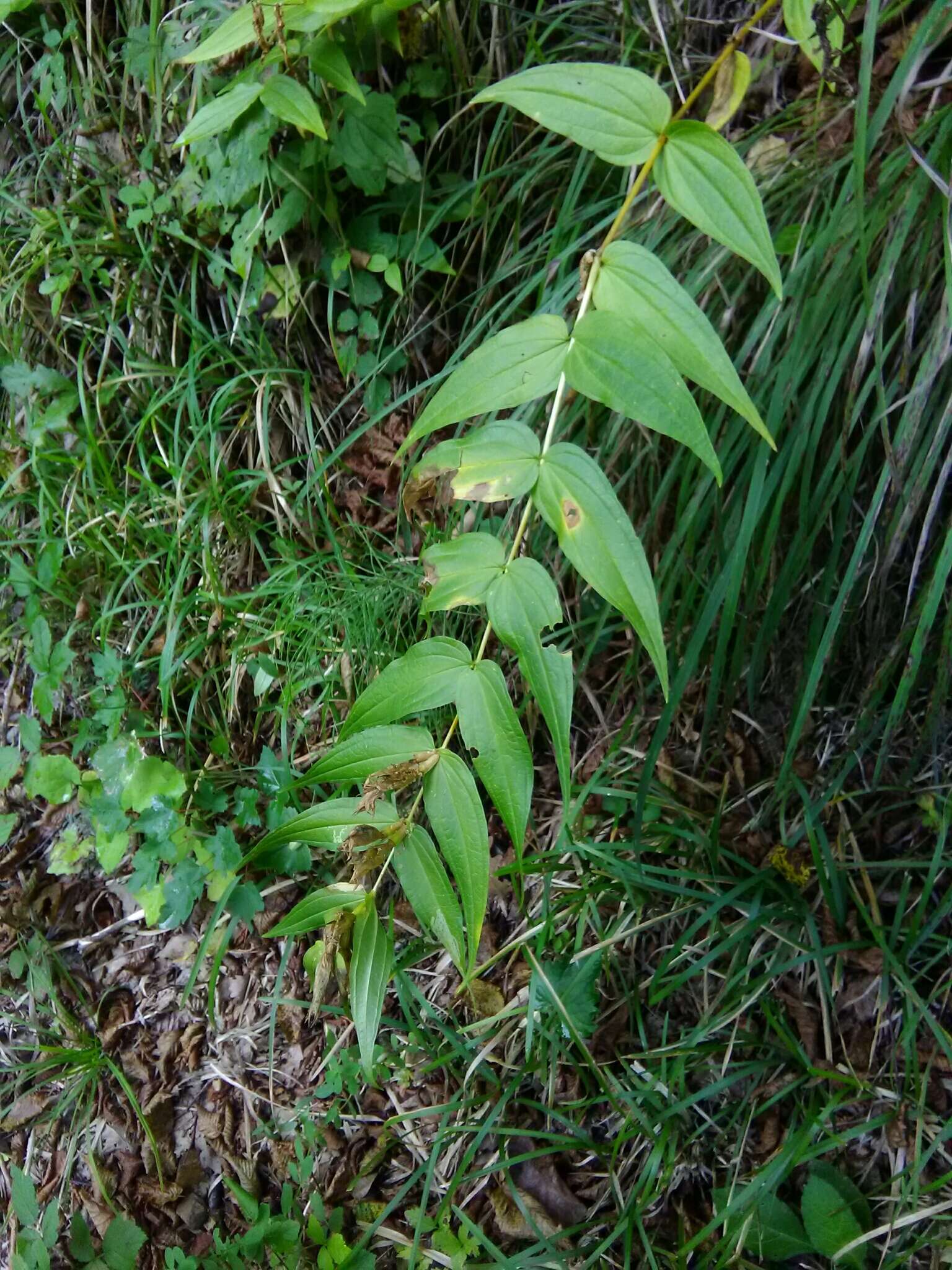 Gentiana asclepiadea L.的圖片