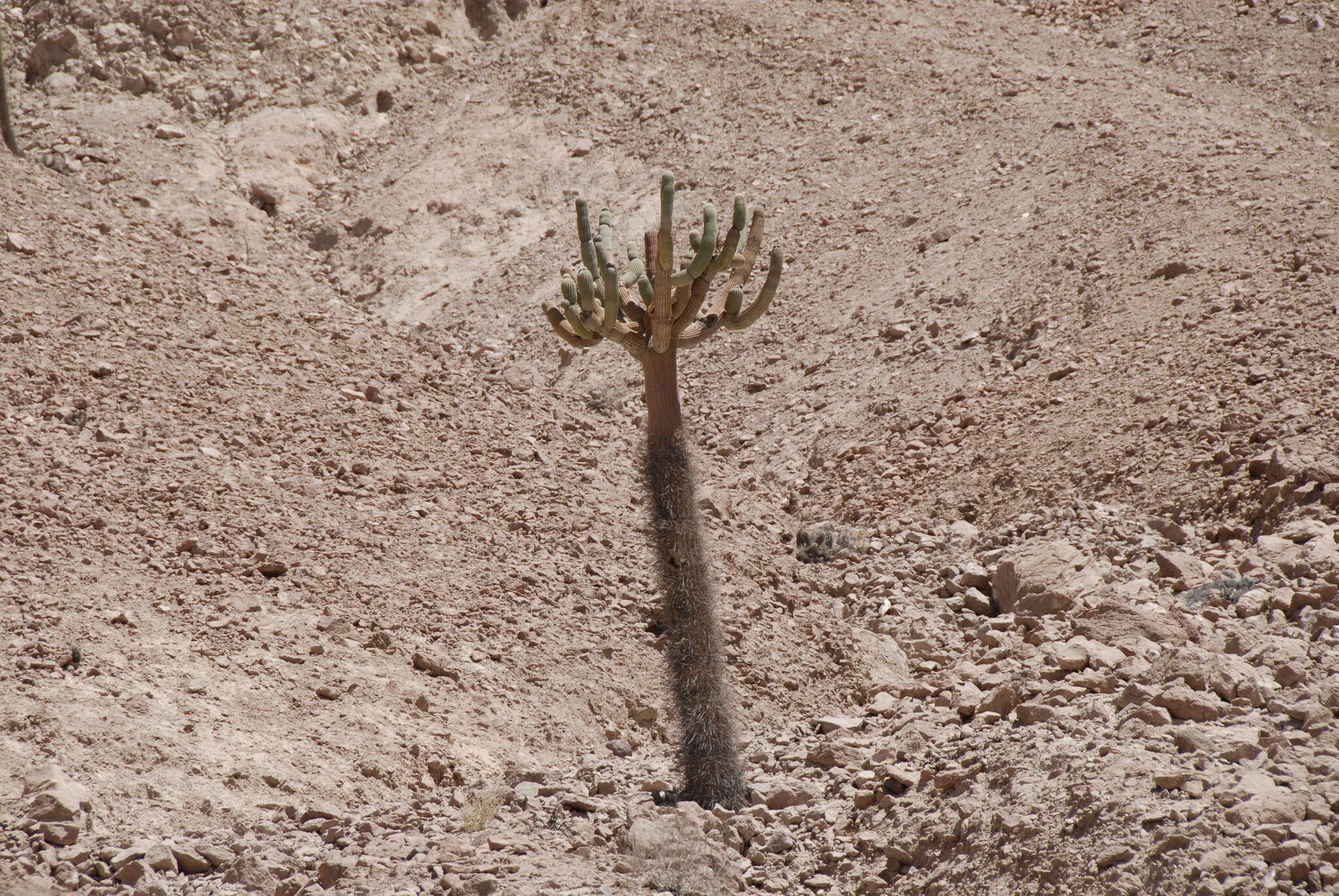 Image of Browningia candelaris (Meyen) Britton & Rose