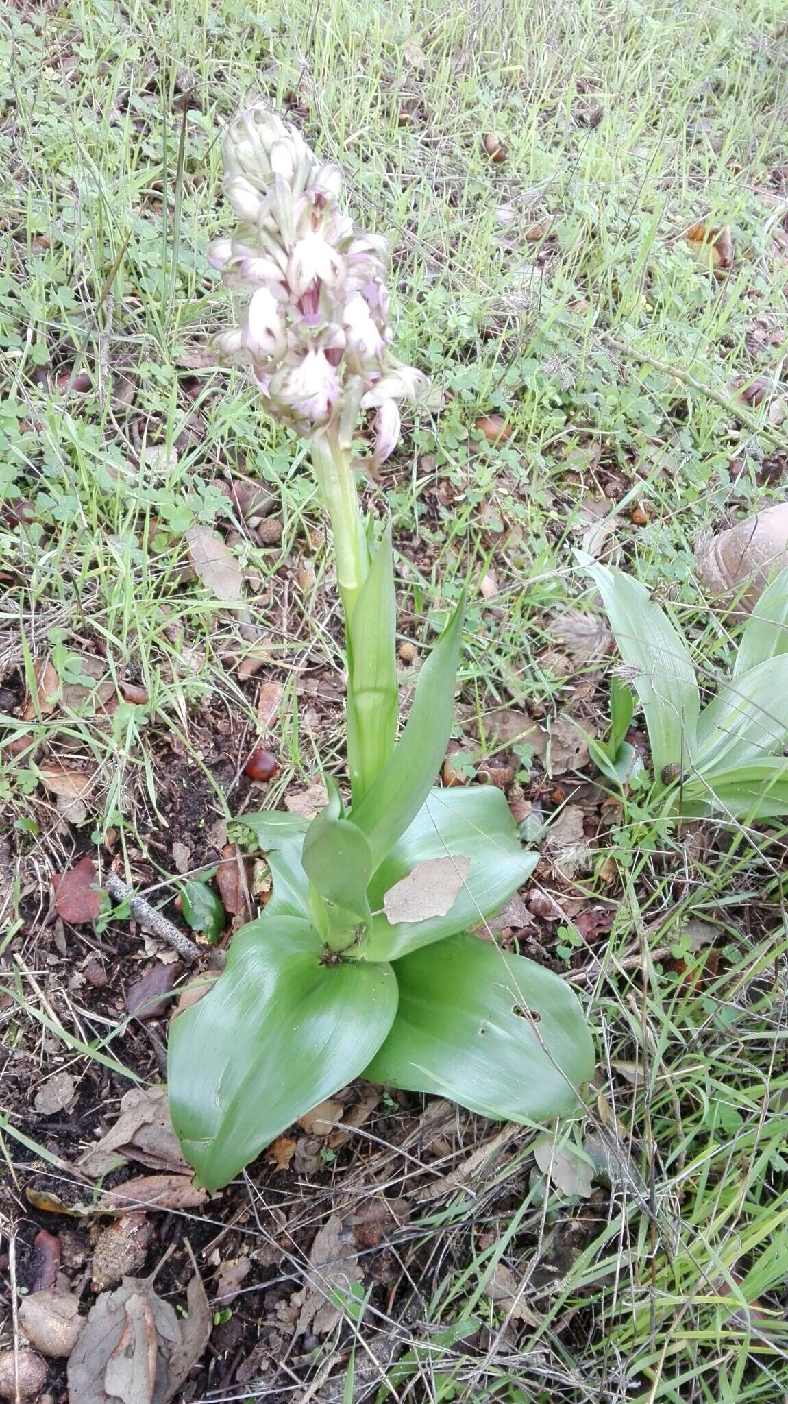 Image of Giant Orchid