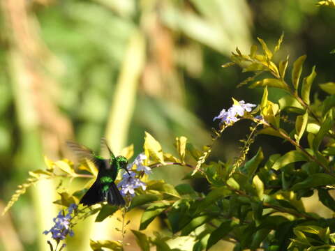 Image of Garden Emerald