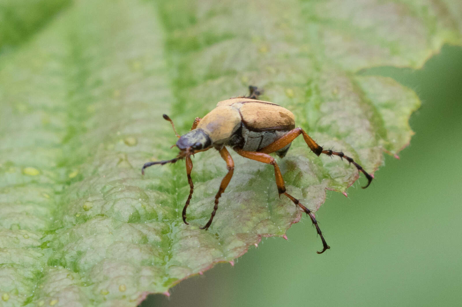 Image of Rose Chafer