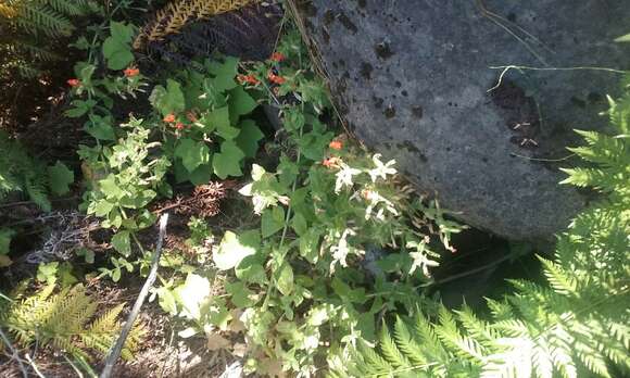 Image of Scarlet Monkey-Flower