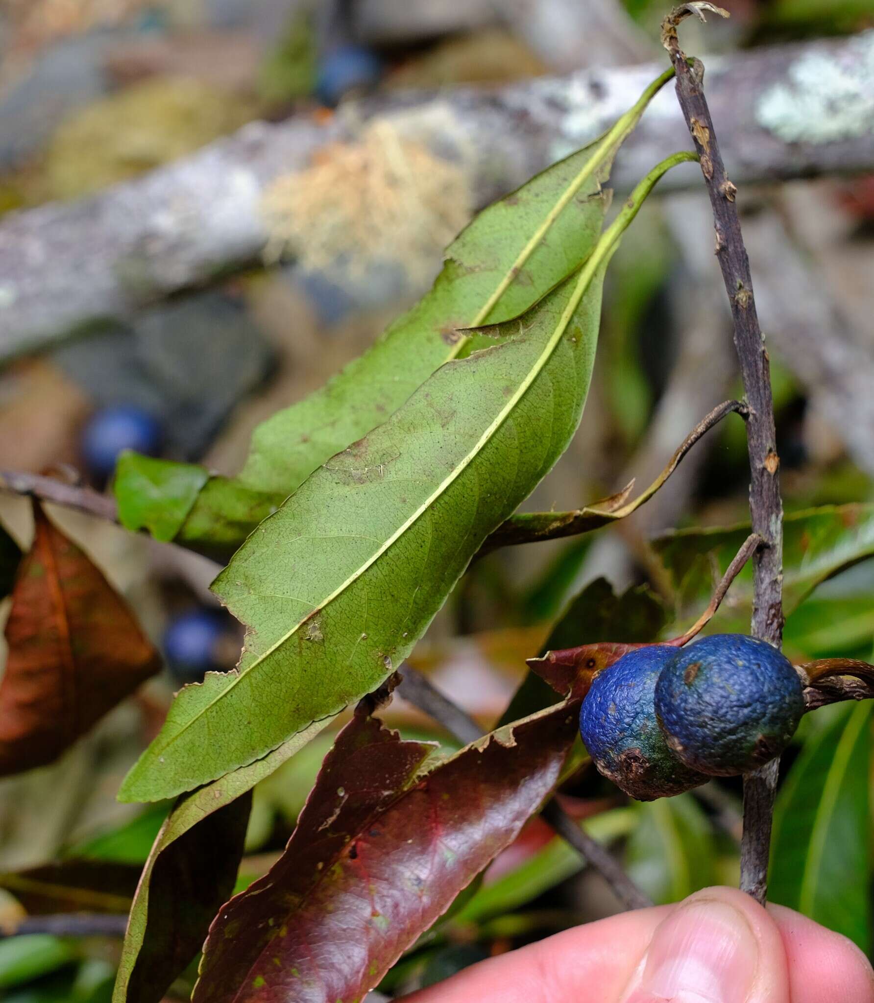 Image of quandong