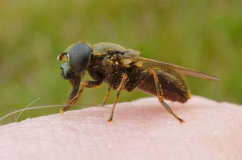 صورة Cheilosia lenis (Becker 1894)