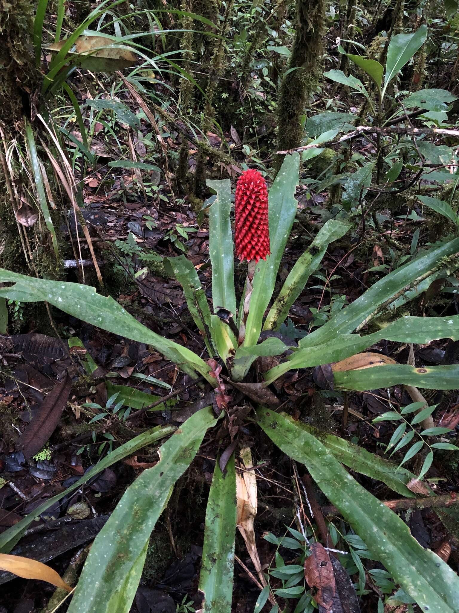 Image of Ronnbergia veitchii (Baker) Aguirre-Santoro