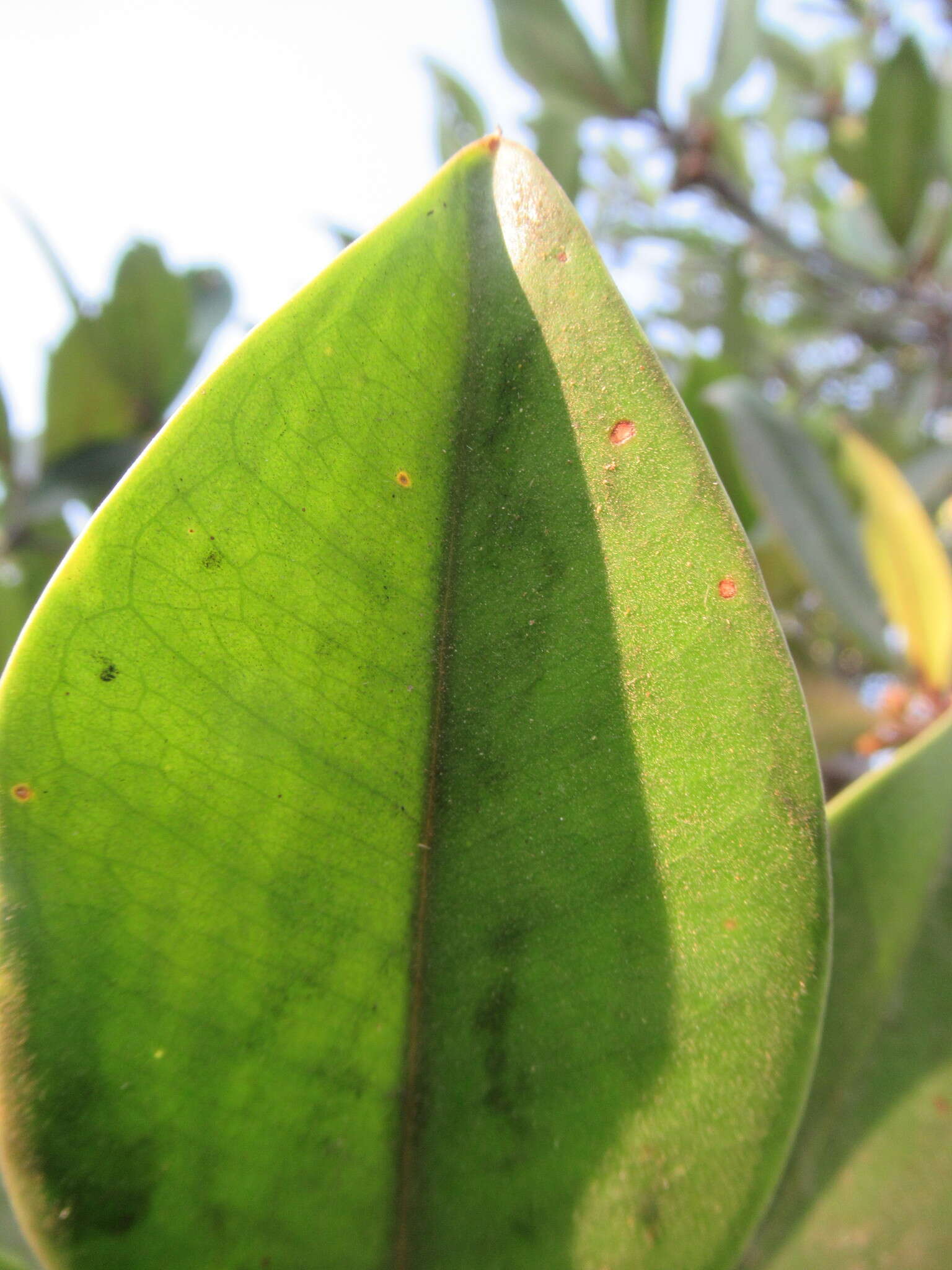 Image of mangrove