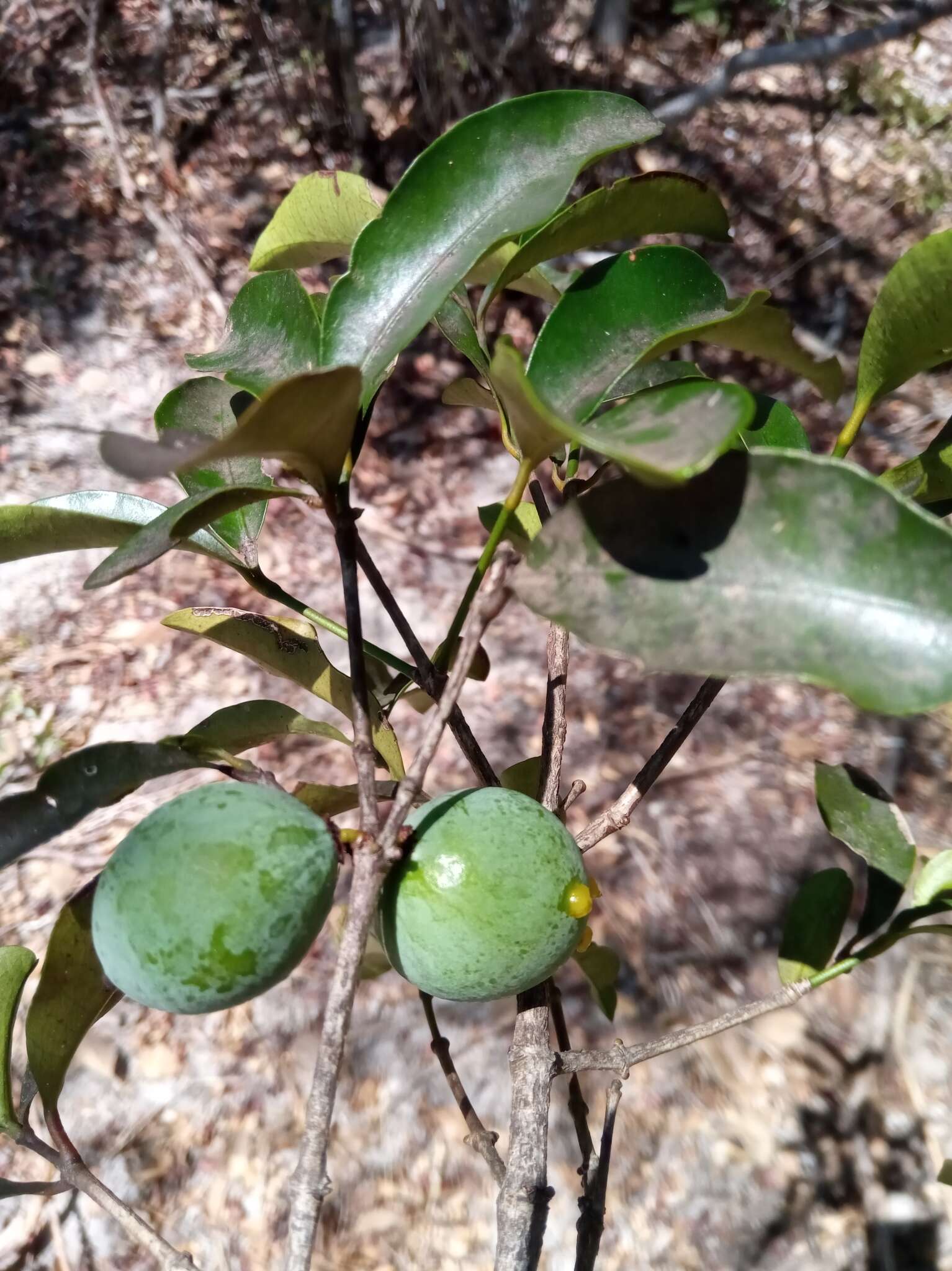 Garcinia calcicola (Jum. & H. Perrier) P. W. Sweeney & Z. S. Rogers resmi