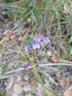 Image de Stylidium amoenum R. Br.