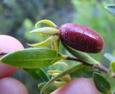 Imagem de Diospyros glabra (L.) De Winter