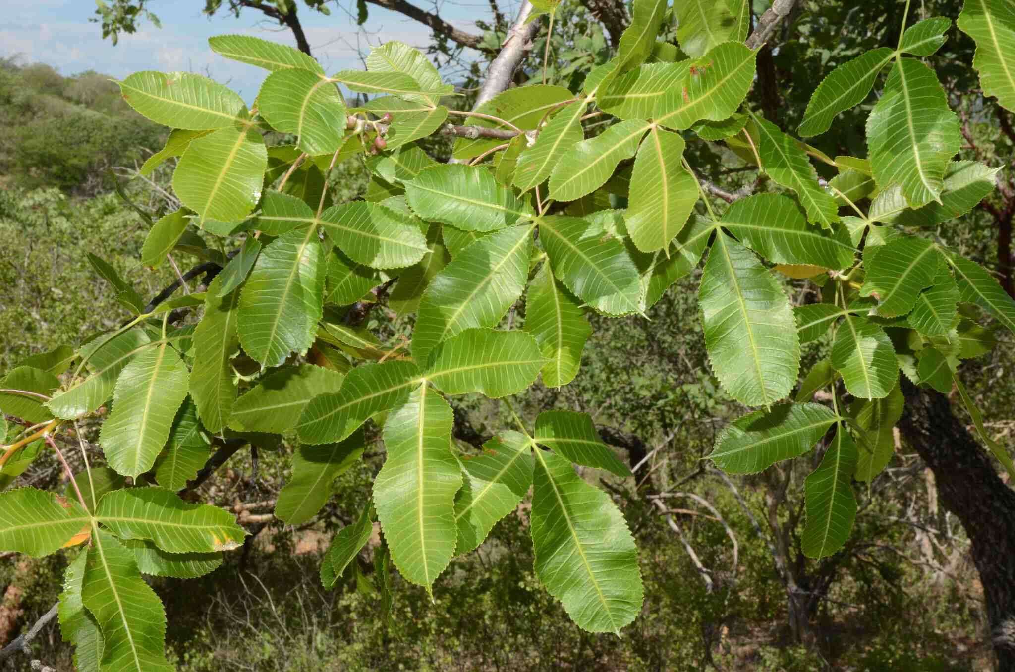 Image of Bursera kerberi Engl.