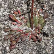 Image of Stylidium assimile R. Br.