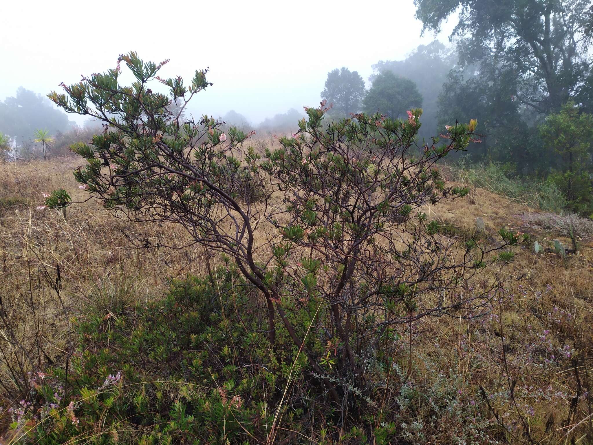 Слика од Comarostaphylis polifolia subsp. polifolia