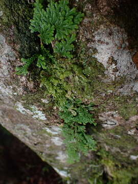 Image of medicinal spikemoss