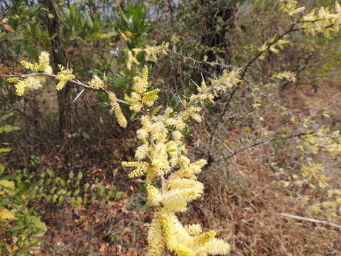 Image of blackbrush acacia