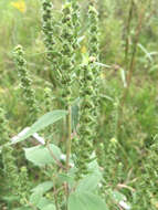 Image of annual marsh elder