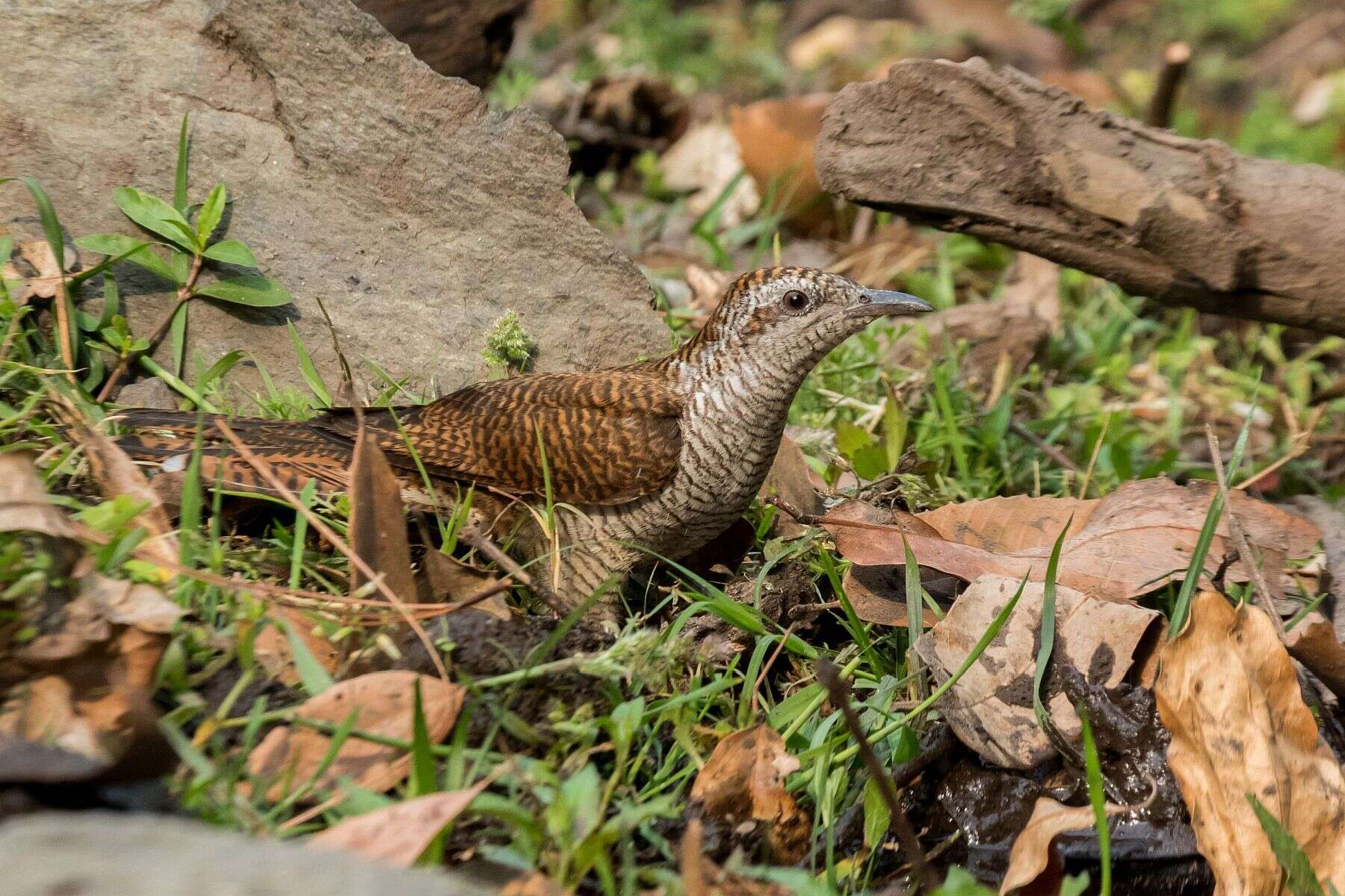 Image of Banded Bay Cuckoo