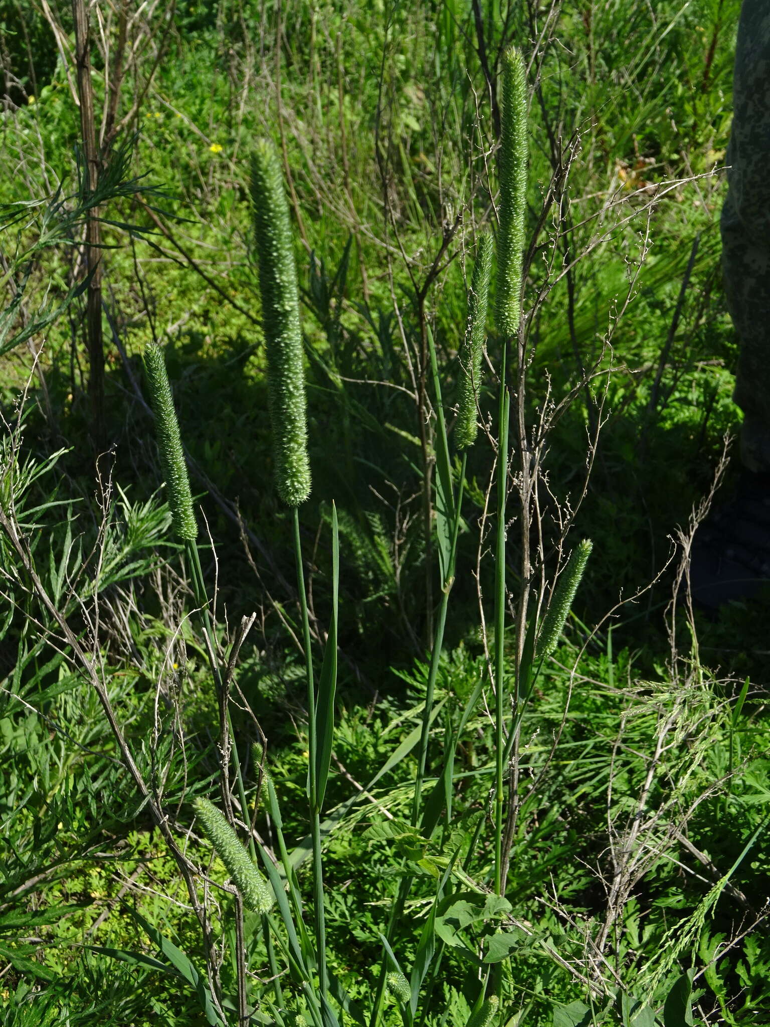 Image of Phleum pratense subsp. pratense