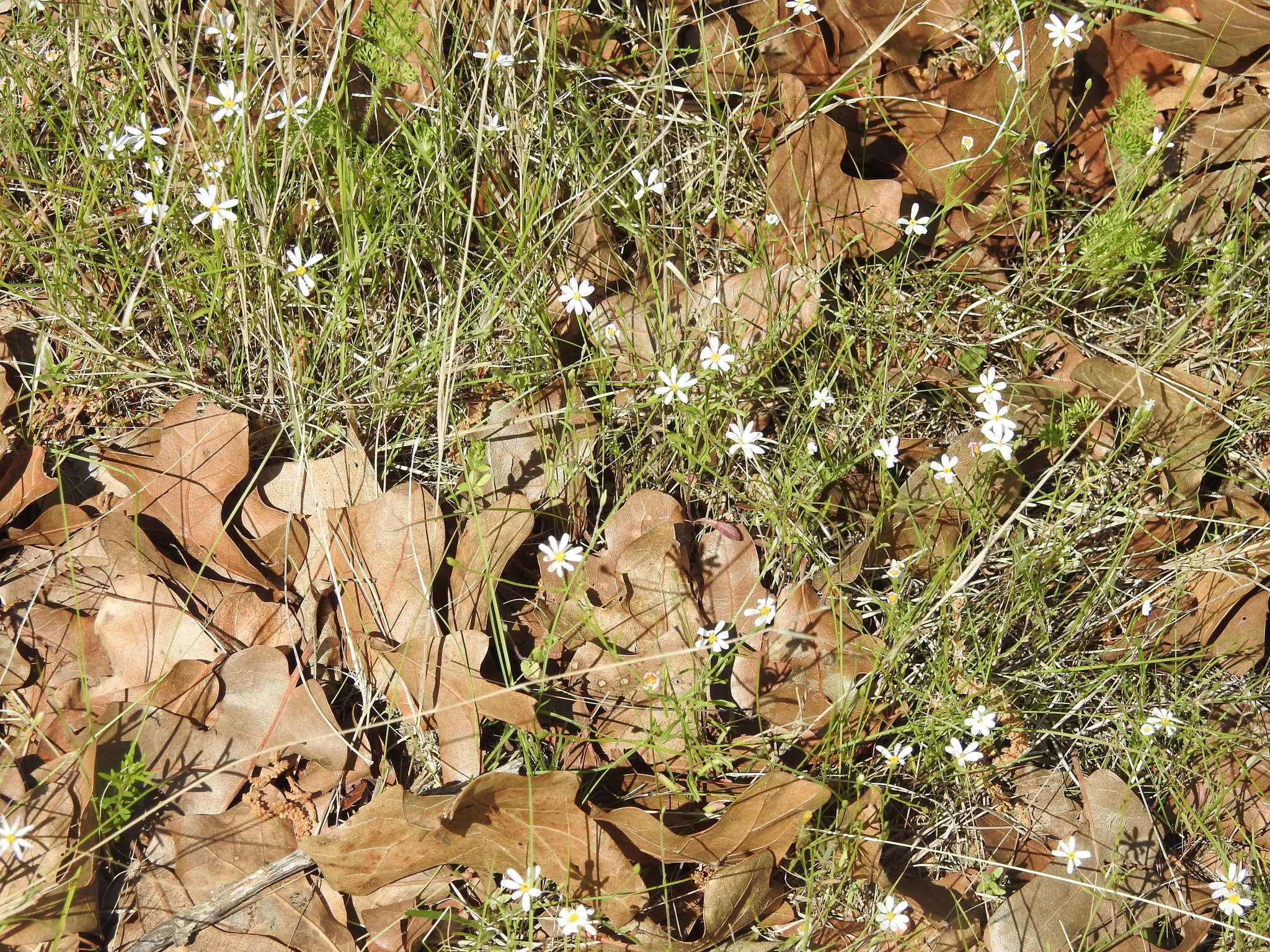 Image of Arkansas leastdaisy