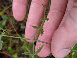 Image of coastal plain angelica