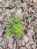 Image of Euphorbia carniolica Jacq.