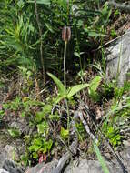 Image of Fritillaria dagana Turcz.