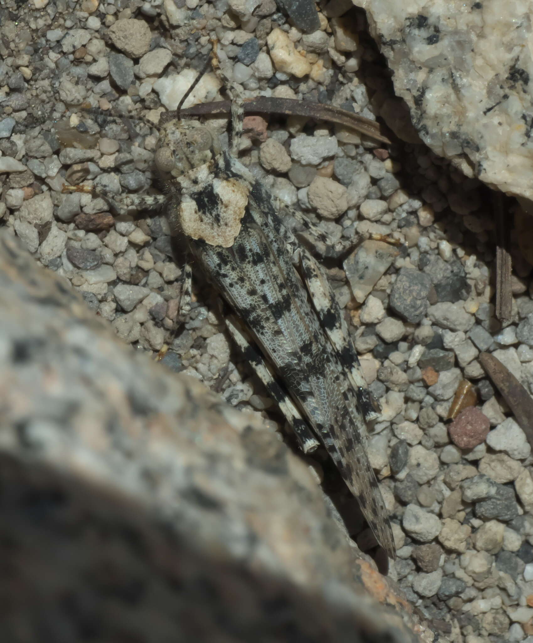 Trimerotropis albescens McNeill 1901 resmi