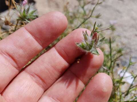 Image of Convolvulus virgatus Boiss.