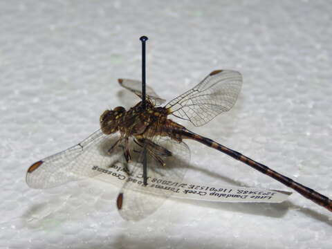 صورة Zephyrogomphus lateralis (Selys 1873)