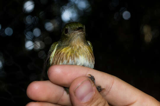 Image of Striolated Manakin