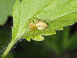 Image of Oxyopes punctatus L. Koch 1878