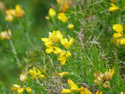 Plancia ëd Genista hispanica subsp. occidentalis Rouy