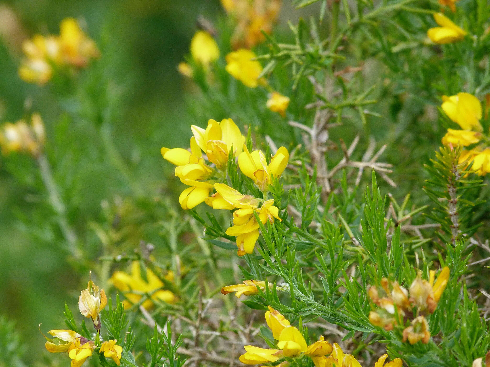 Image of Genista hispanica subsp. occidentalis Rouy