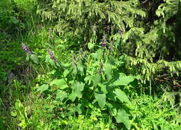 صورة Phlomoides oreophila (Kar. & Kir.) Adylov, Kamelin & Makhm.