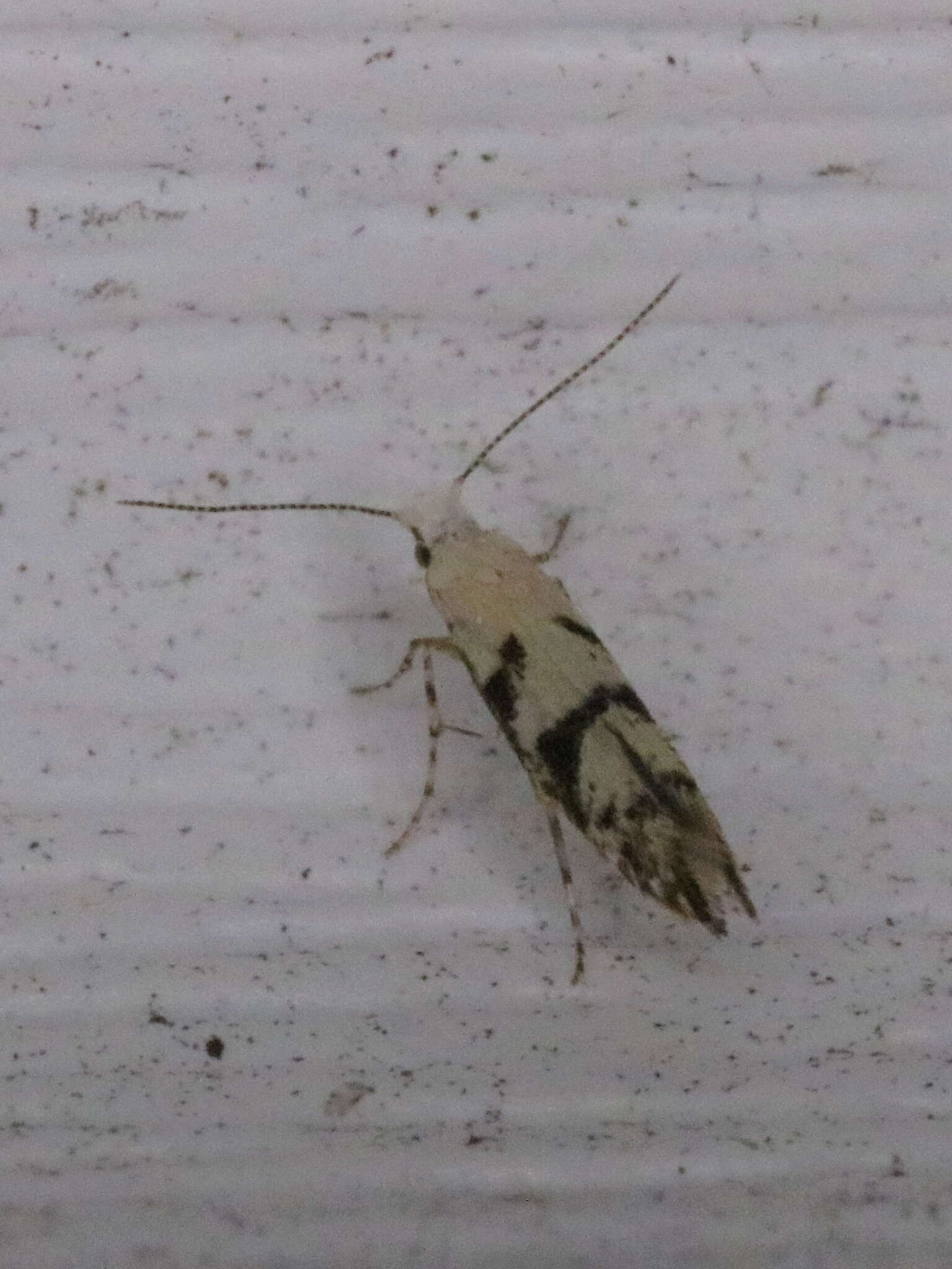 Image of Argyresthia austerella Zeller 1873