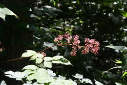 Image de Aralia continentalis Kitag.