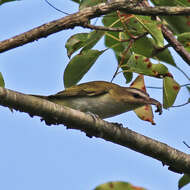 Image of Red-eyed Vireo