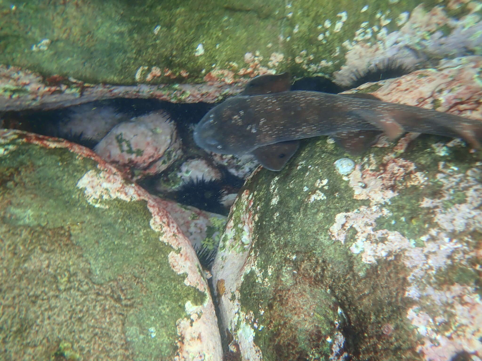 Image of blind sharks