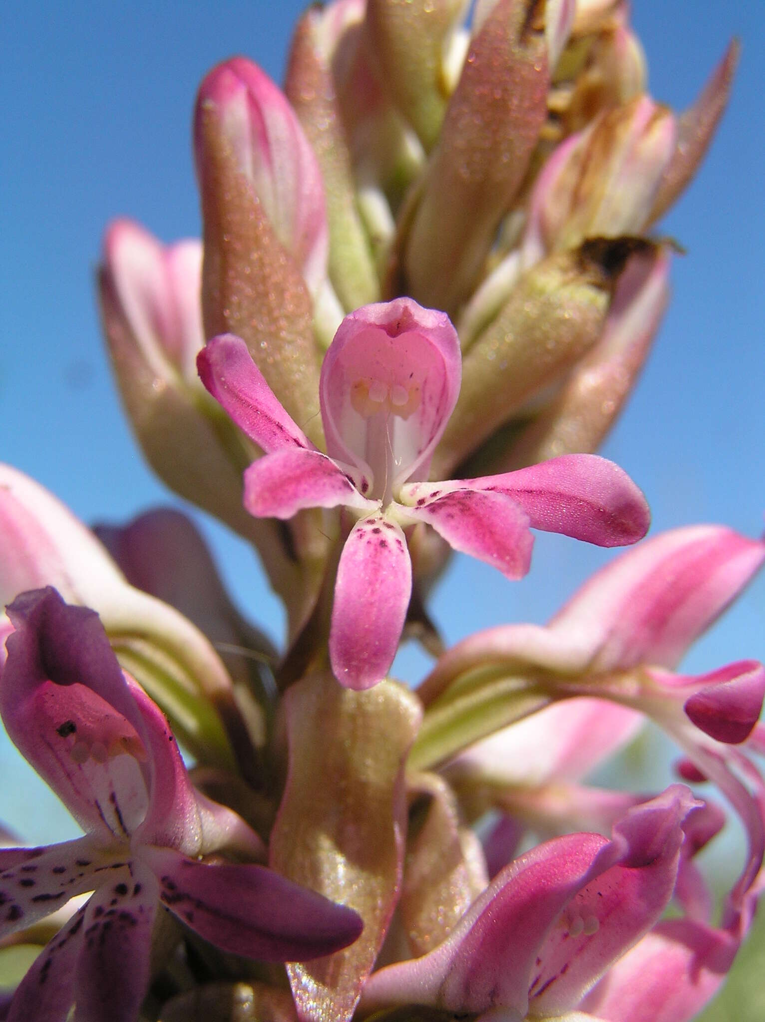 Image of Satyrium erectum Sw.