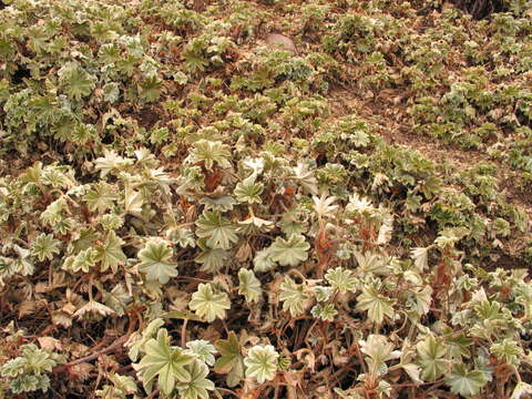 صورة Alchemilla fischeri subsp. camerunensis R. Letouzey