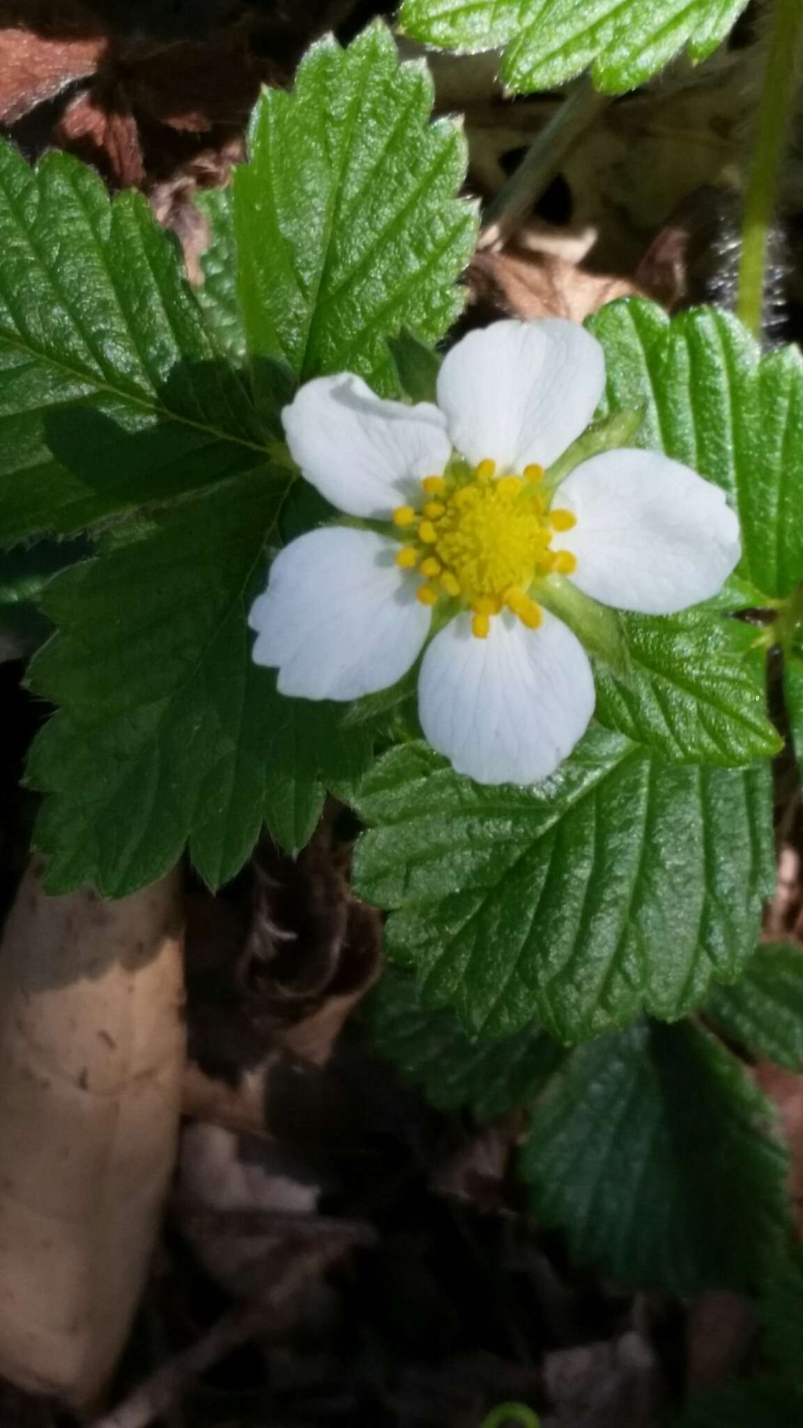 Image of woodland strawberry