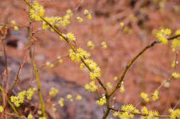 Image of southern spicebush