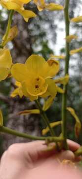 Image of Cyrtopodium glutiniferum Raddi