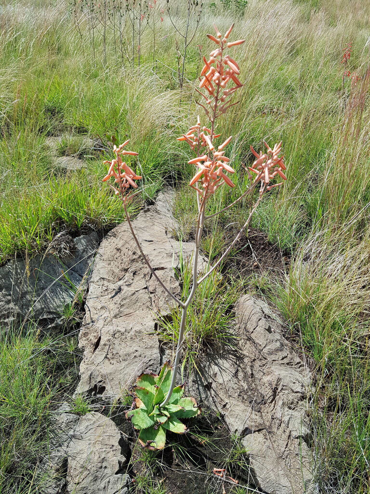 Image of Aloe transvaalensis Kuntze