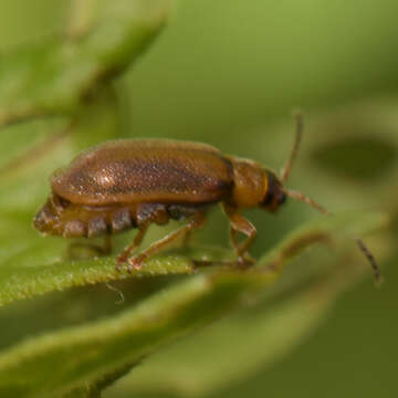 Image of <i>Galerucella pusilla</i>