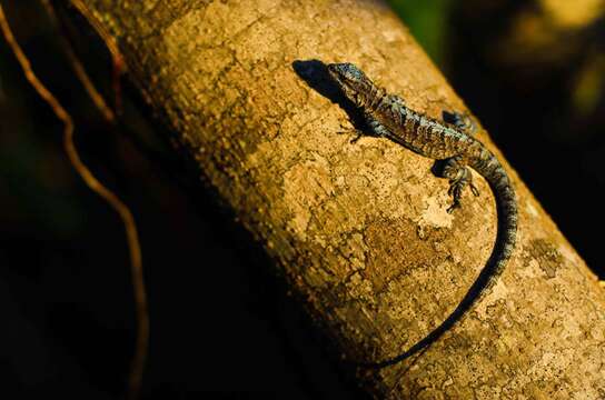 Urosaurus auriculatus (Cope 1871) resmi