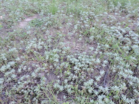 Image of bighead pygmycudweed