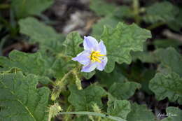 صورة Solanum juvenale Thell.