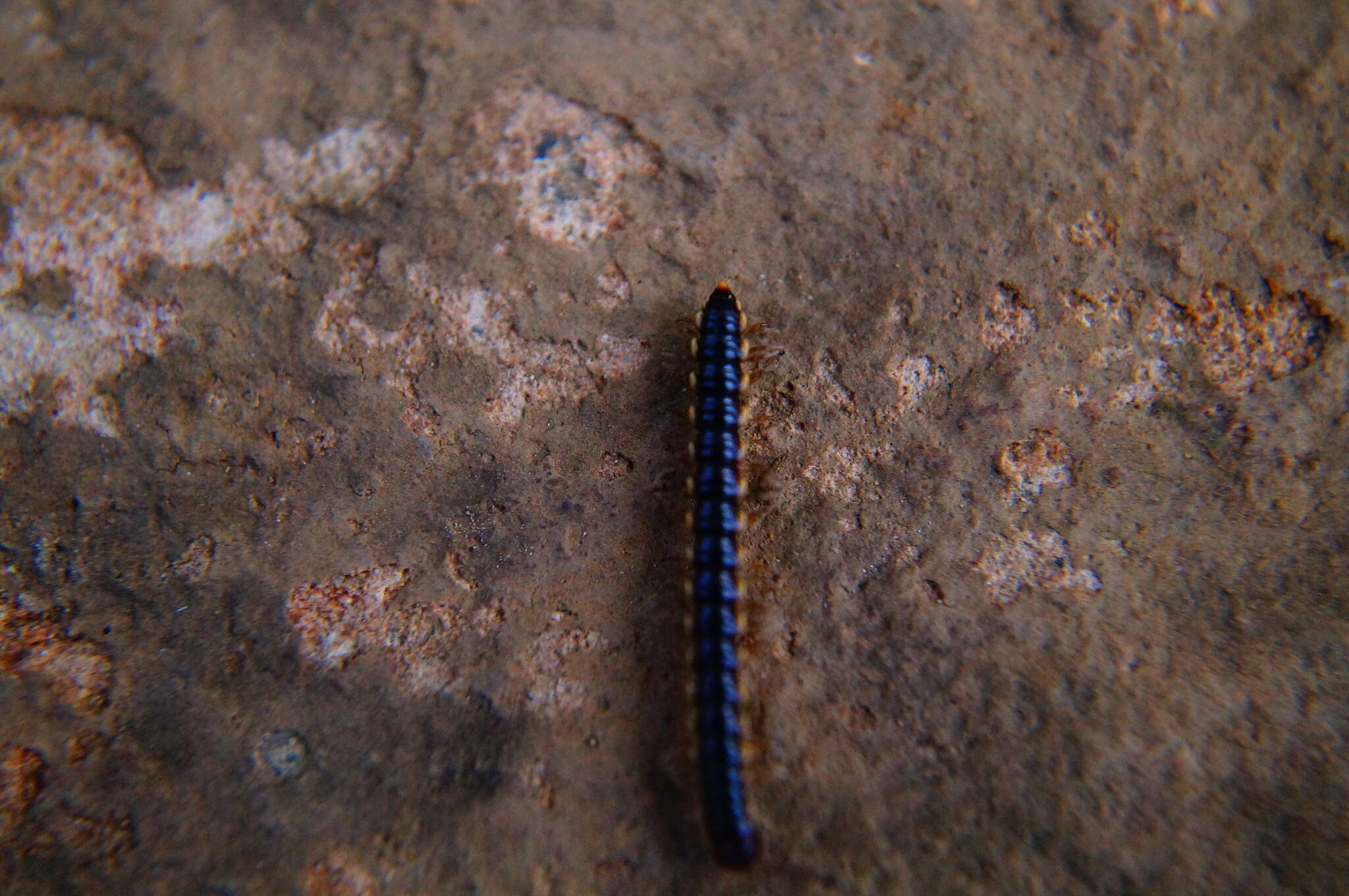 Image of Millipede